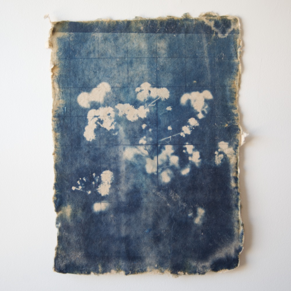 Weeds – Cyanotype print – Amanda Rataj